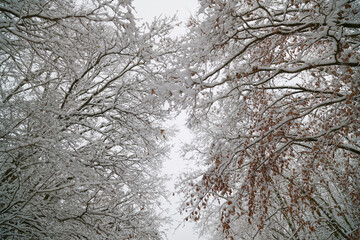 Ośnieżone gałęzie . konary, pnie drzew liściastych. Biała droga, ścieżka. Krajobraz zimowy. High key.
