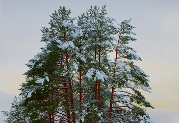 Czapy śniegu na drzewach, choinkach, drewnianym płocie. Krajobraz zimowy, mróz i biały śnieżny puch. - obrazy, fototapety, plakaty