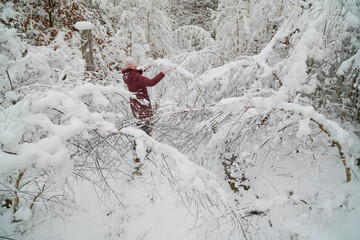 Dziewczyna, kobieta przeciska się przez ośnieżone gałęzie drzew i krzewów zwisające nad leśną ścieżką. Biały, zimowy krajobraz. Las. - obrazy, fototapety, plakaty