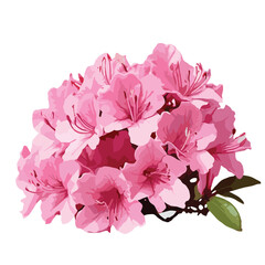  bouquet of pink color Azalea flower isolated vector artwork 
