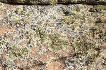 rock texture with various mosses