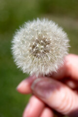 Fluffy white dandelion in a woman's hand - green grass background