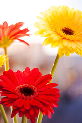 Gerberas