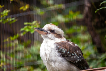 Laughing Kookaburra (Dacelo novaeguineae) - Eastern Australia's Bush Serenader