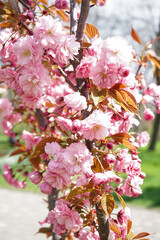 Tree with blooming pink flowers outdoors, closeup