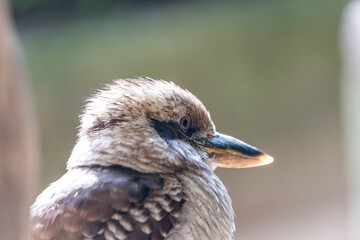 Laughing Kookaburra (Dacelo novaeguineae) - Eastern Australia's Bush Serenader