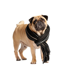 Cute pug dog in warm scarf on transparent background