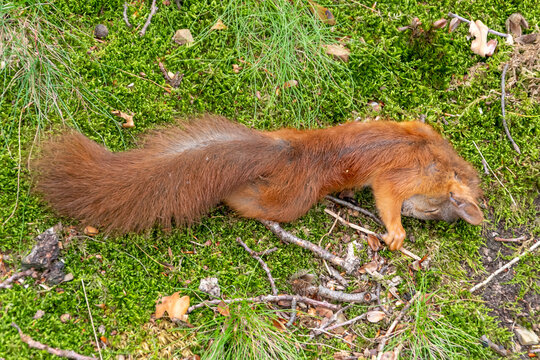 A dead forest squirrel lying in the autumn forest under a tree. Death of wild animals from hunger, disease and cold, environmental problems.