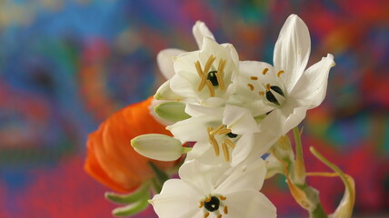 Primavera Flores, flor, flower, floral, aroma