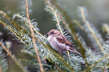 Female House Sparrow (Passer domesticus) - Dublin's Urban Charm