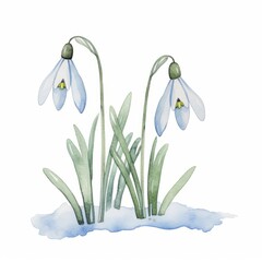 Aquarell Illustration Schneeglöckchen im Frühling