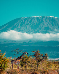 Fototapeta premium Giraffe Mt kilimandaro snow peak view from hotel 
