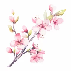 Foto op Canvas Aquarell Illustration der Kirschblüte © Michael