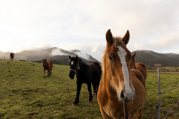 Portrait of horses on a green meadow with mountain peaks and fog