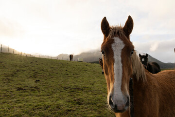 Portrait of horses on a green meadow with mountain peaks and fog