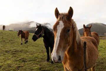 Portrait of horses on a green meadow with mountain peaks and fog