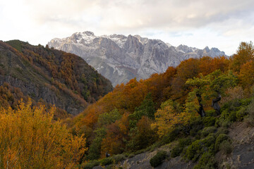 Autumn landscape of Picos de Europa natinal park at sunset with bright colorful forest in northern Cantabrian mountains