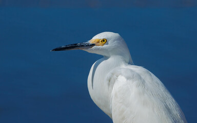 close up of snowy egret 