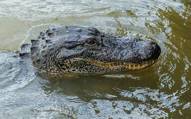 American alligator in river marsh