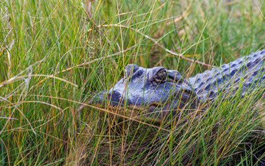 American alligator in river marsh