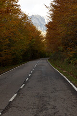 Fototapeta na wymiar Asphalt road through Picos de Europa national park forest in northern Spain during autumn with bright leaves