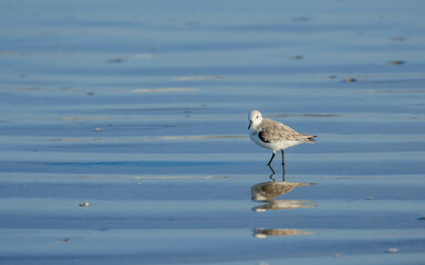 piper fishing from water on beach 