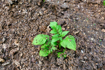 Close up of a main crop potato plant (French variety Ratte) breaking through the surface of a compost ridge formed using the no dig method
