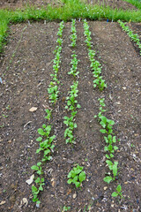 Obraz premium Bed of radishes breaking through the soil using the no dig method 