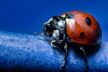 macro 5x image ladybug destroying eats green aphids close up