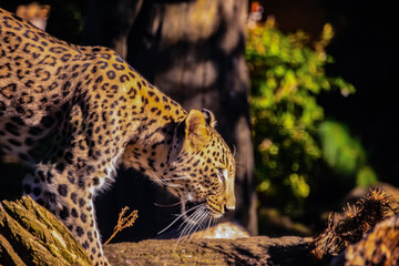Persian leopard (Panthera pardus saxicolor)