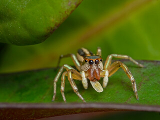 Two-striped Jumping Spider (Telamonia dimidiata) Pulau Bangka, North Sulawesi
