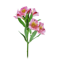 Poppy Alstroeme azali bell chamom crocuses lilac lily narcissus rose flower isolated on transparent background, Red yellow blue green flower isolated Photo summer spring flowers, png	