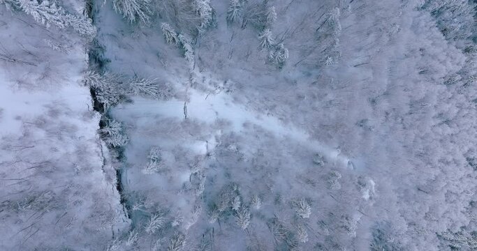 Aerial Top Downward Shot Of Snow Covered Trees In Tranquil Forest - French Alps, France