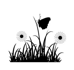 daisies in grass and butterfly isolated on white background