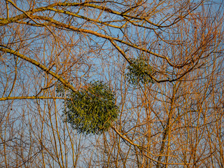 Misteln auf Baum im Winter