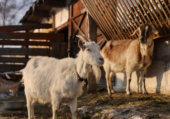 Obraz premium goat on the farm