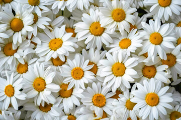 White Flowers With Yellow Centers Against a Camomile Background - Powered by Adobe