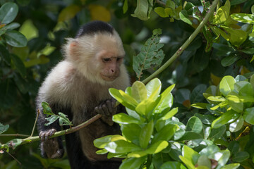 White-faced capuchin monkey (Cebus imitator) in Manuel Antonio national park. Costa Rica. Wildlife.