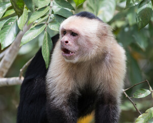 White-faced capuchin monkey (Cebus imitator) in Manuel Antonio national park. Costa Rica. Wildlife.