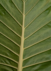 Background of green leaf close up .