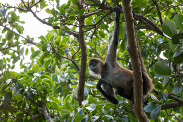 Spider Monkey (Ateles) A monkey hanging in a tree in the rainforest of Rincón de la Vieja National...