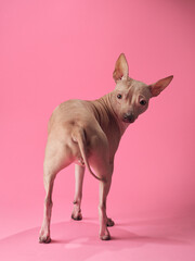 American Hairless Terrier dog poses against a blush pink backdrop, its gaze thoughtful and composed