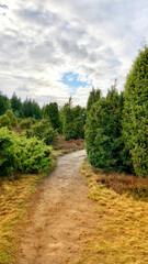 Fototapeta na wymiar Scenic view of juniper heath near Ellendorf, Germany