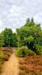 Fototapeta na wymiar Scenic view of juniper heath near Ellendorf, Germany