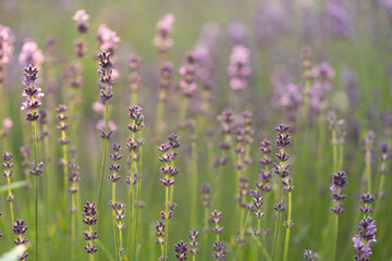 lavender