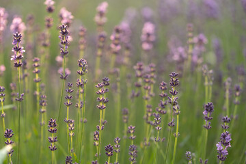 Obraz premium lavender