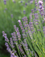 Blooming lavender in a field at sunset in Provence, France