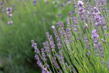 Blooming lavender in a field at sunset in Provence, France