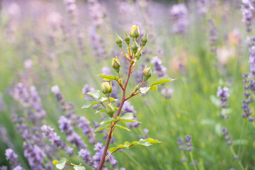 Blooming lavender in a field at sunset in Provence, France