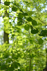 Fototapeta na wymiar Juicy green leaves, awakening of nature, selective focus, beautiful background, place for text, vertical photography.